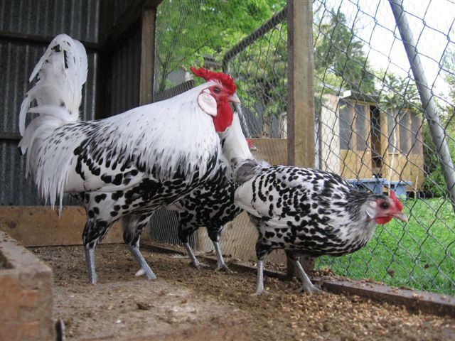 فروش مرغ تخمگذار بومی در ارومیه و آذربایجان غربی - سپید طیور